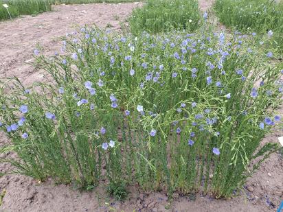 Click for 1 image(s) for this accession.